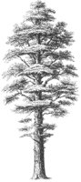 Single Sequoia Tree.tif