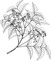 Swietenia Spinosa.tif