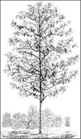Tea Tree.tif