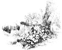 Tree Stumps and New Life.tif