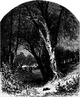 Trees and Rabbit.tif
