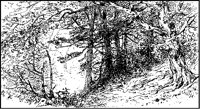 Trees at River's Edge.tif