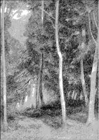 Trees Crowded in Woods.tif