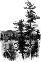 Treetops 2.tif