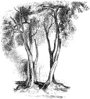 Turner's Trees.tif