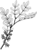 Wild Lime.tif