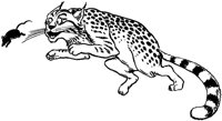 Big Cat Chasing Mouse.tif
