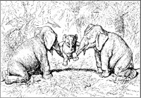 Elephant Family.tif