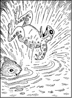 Frog Toppling into Water.tif