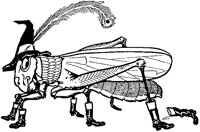Grasshopper in Boots.tif