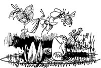 Happy Frog and Insects.tif