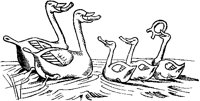 Happy Geese Swimming.tif
