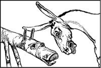 Sawhorse and Donkey 1.tif