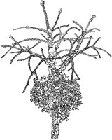 Child in Scraggle Tree.tif