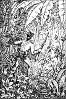 Jack in the Jungle.tif
