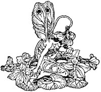 Small Pixie.tif