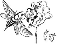 Man In Tree with Hornet.tif