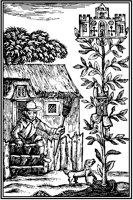 Jack and the Beanstalk.tif