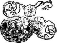 Flower Design 5.tif
