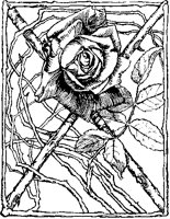 Rose and Branches.tif