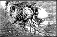 Rose and Moon.tif