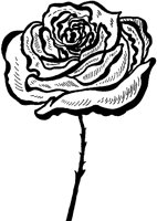 Single Rose.tif