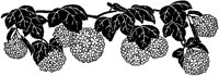 Snowball Bush.tif