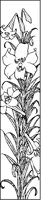 Trumpet Vine.tif