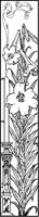 Trumpet Vine and Candle.tif