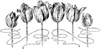 Tulips Design.tif