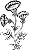 Convolvulus 1.tif