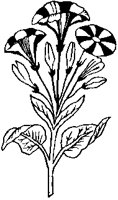 Convolvulus 2.tif