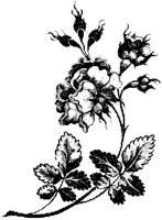 Small Rose Design 2.tif