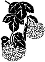 Snowball Bush Branch.tif