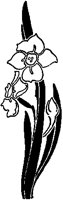 Stylized Lily 1.tif