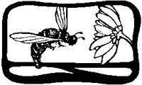 Bee Visiting Flower.tif