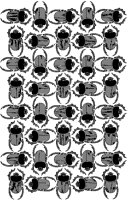 Scarab Beetle Full-Page.tif