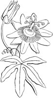 Leaf and Flowers.tif