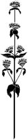 Vertical Thistly Stem.tif