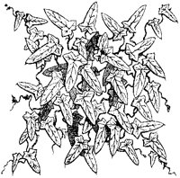 Vine Leaves.tif