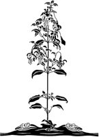 Faces and Flowering Plant.tif