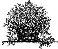 Blooming Plant in Basket.tif
