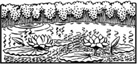 Lotus Pool.tif