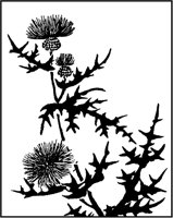 Thistle Ink Drawing.tif