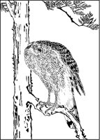 Hawk in Evergreen Tree.tif