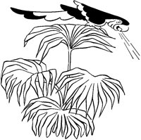 Parrot Squawking on Plant.tif