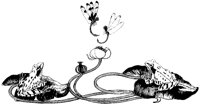 Frogs and Dragonflies.tif