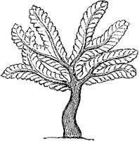 Assyrian Tree.tif