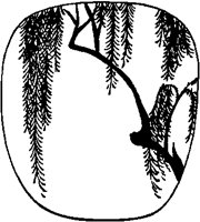 Chinese Willow Design.tif