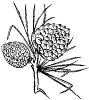 Pine Cone 1.tif